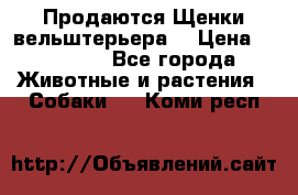 Продаются Щенки вельштерьера  › Цена ­ 27 000 - Все города Животные и растения » Собаки   . Коми респ.